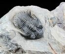Pair of Metacanthina (Asteropyge) Trilobites - Lghaft #57669-9